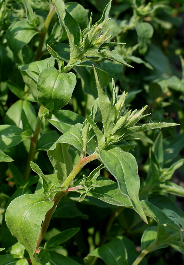 Image of Oenothera fruticosa specimen.