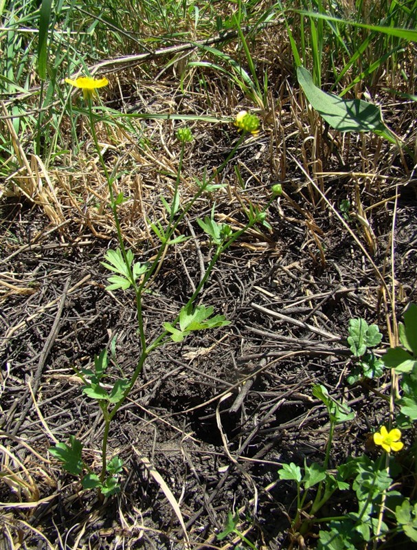 Image of Ranunculus sardous specimen.