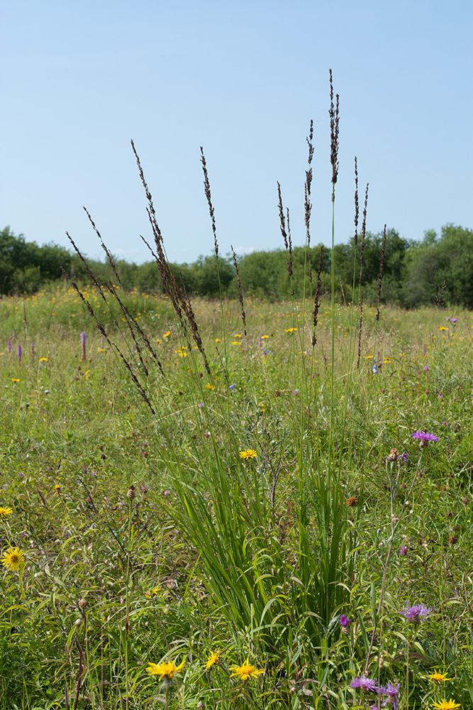 Image of Molinia caerulea specimen.