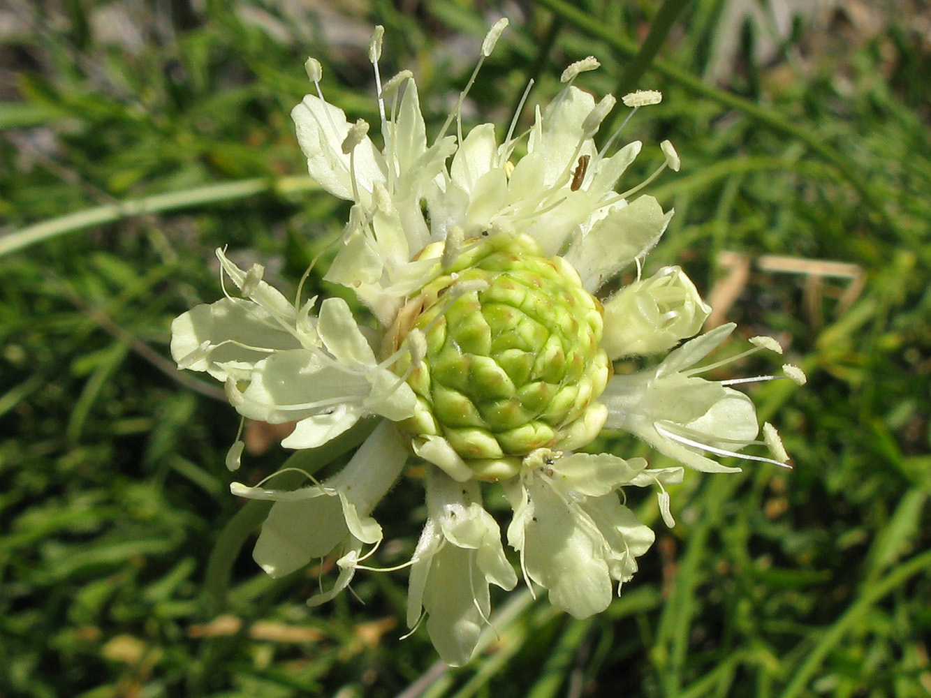 Image of Cephalaria coriacea specimen.