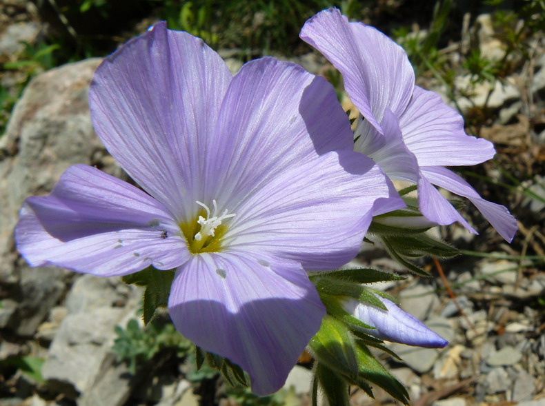 Image of Linum lanuginosum specimen.