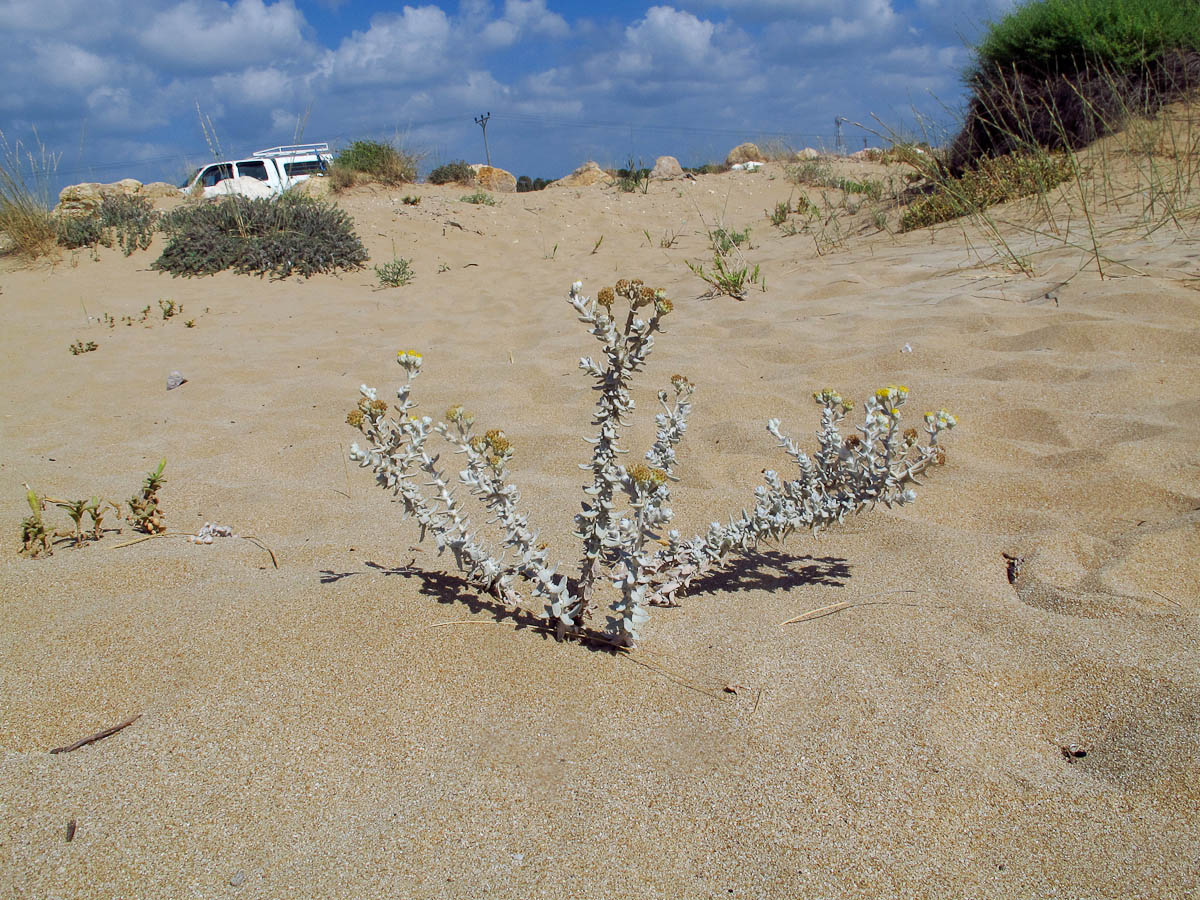 Image of Otanthus maritimus specimen.