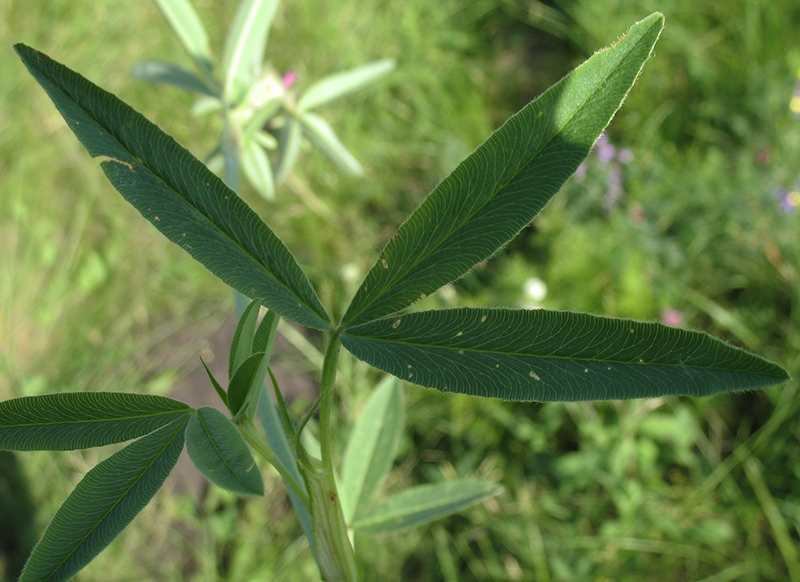 Изображение особи Trifolium alpestre.