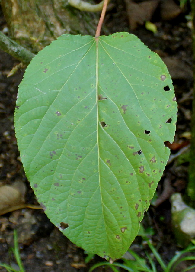 Image of Malus fusca specimen.