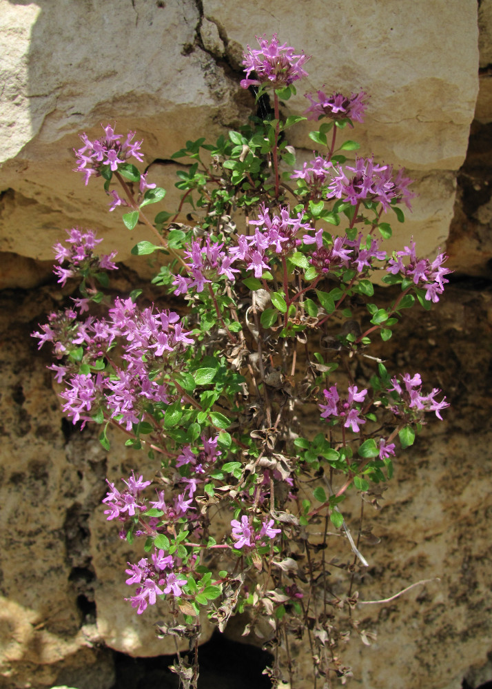 Image of Thymus subarcticus specimen.