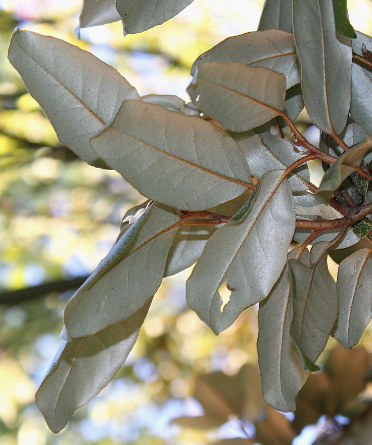 Image of Elaeagnus pungens specimen.