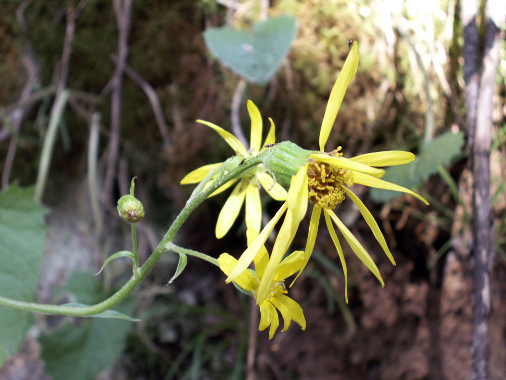 Изображение особи Ligularia narynensis.