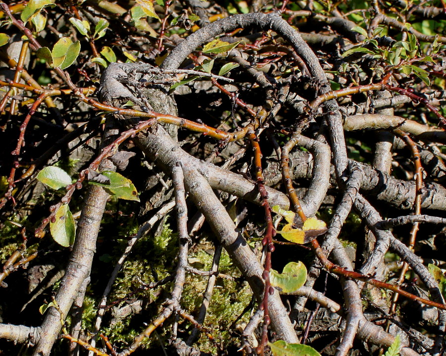 Image of Salix apoda specimen.