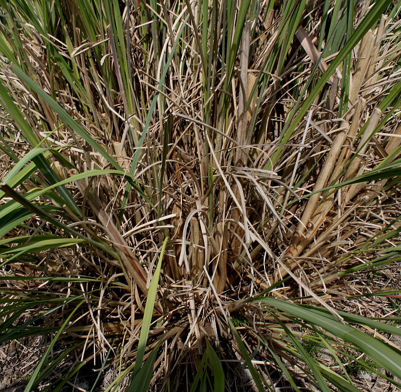 Image of Erianthus ravennae specimen.