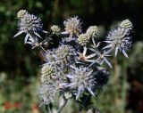 Eryngium planum