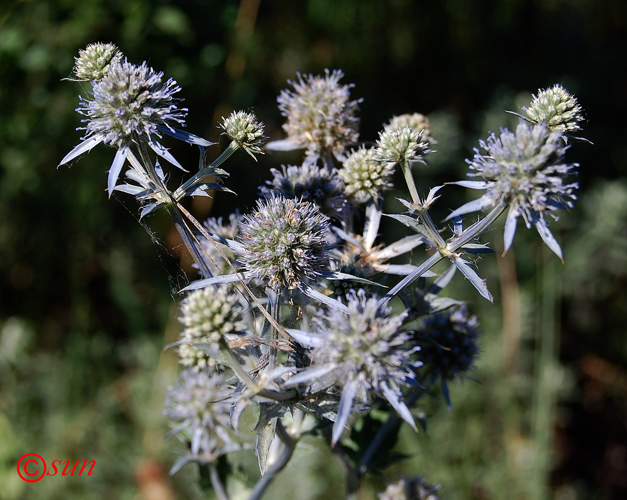 Image of Eryngium planum specimen.