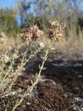 Teucrium capitatum