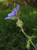 Geranium bohemicum