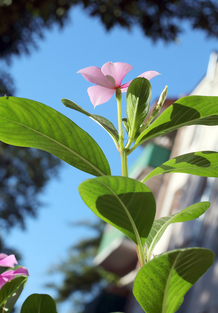 Изображение особи Catharanthus roseus.