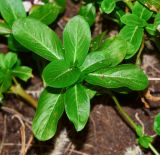 Catharanthus roseus