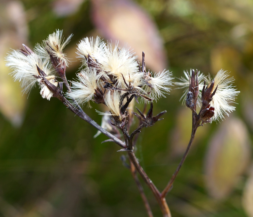 Изображение особи Syneilesis aconitifolia.