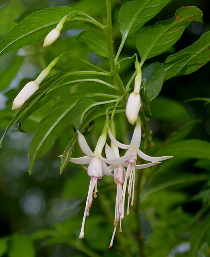 Image of Fuchsia magellanica specimen.