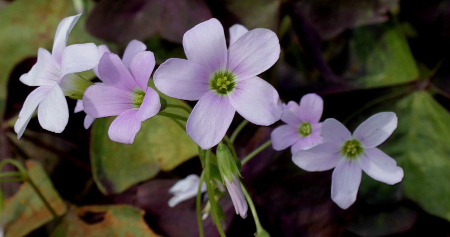 Image of Oxalis triangularis specimen.