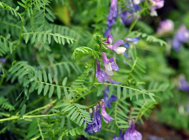 Image of Vicia sosnowskyi specimen.