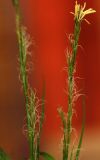 Carex bostrychostigma