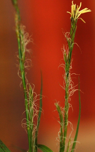 Image of Carex bostrychostigma specimen.