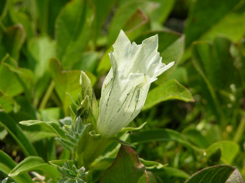 Image of Gentiana algida specimen.