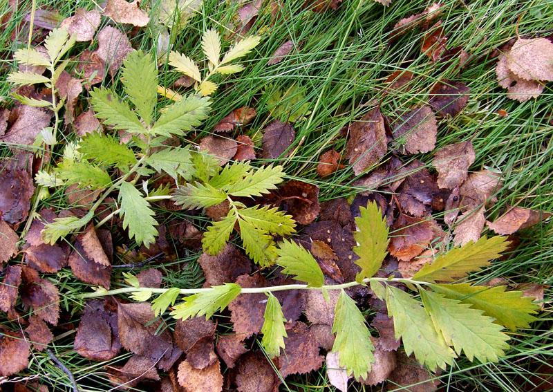 Image of Potentilla anserina ssp. groenlandica specimen.