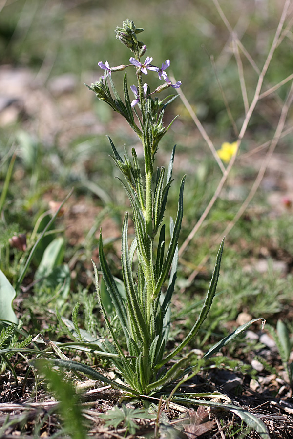 Image of Parrya khorasanica specimen.