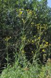 Sonchus palustris