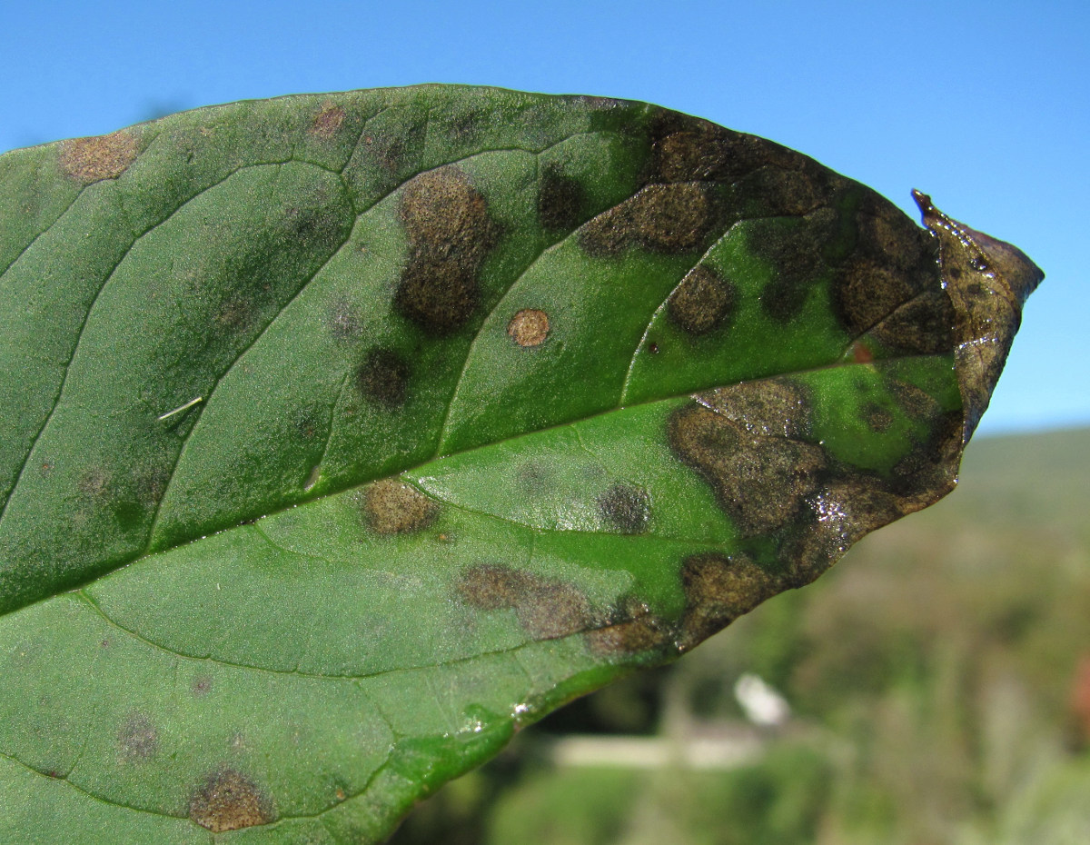 Image of Phytolacca americana specimen.