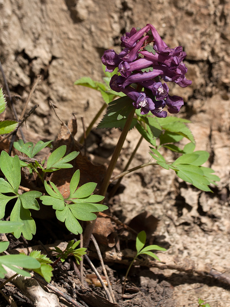 Изображение особи Corydalis solida.