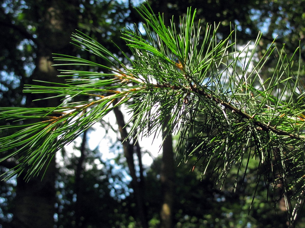 Изображение особи Pinus parviflora.