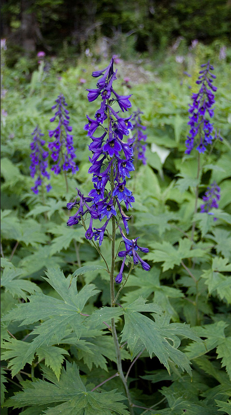 Изображение особи Delphinium elatum.