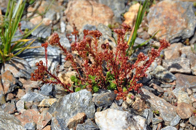 Image of Sedum tenellum specimen.