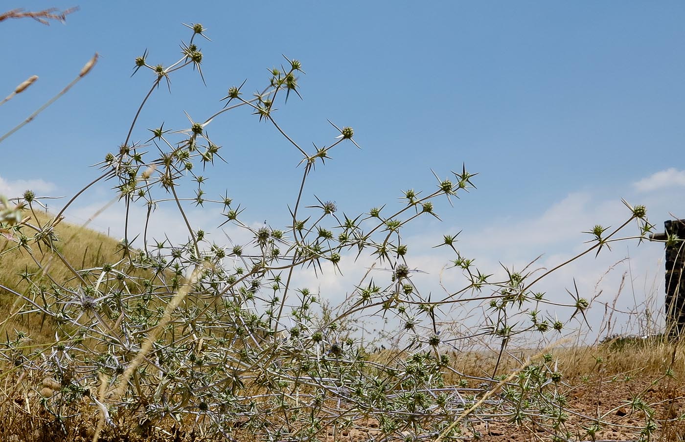 Image of Eryngium creticum specimen.