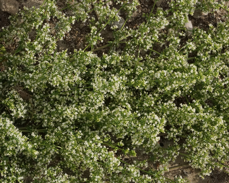 Image of Galium humifusum specimen.