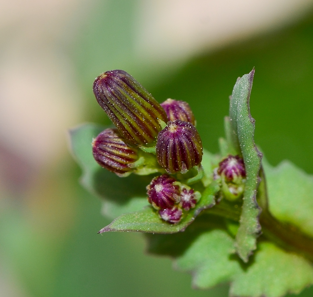 Image of Senecio flavus specimen.