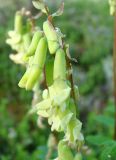 Astragalus frigidus