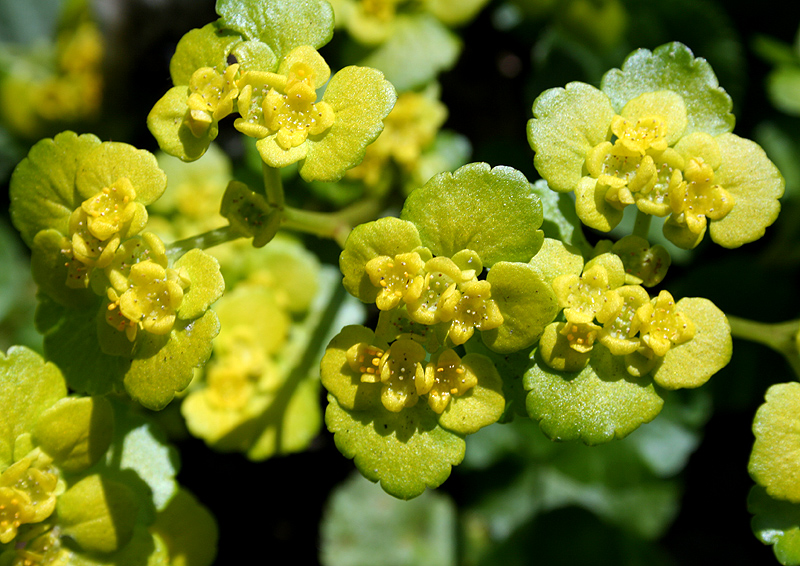 Image of Chrysosplenium alternifolium specimen.