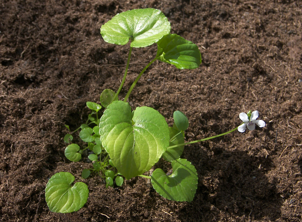 Изображение особи Viola macloskeyi.