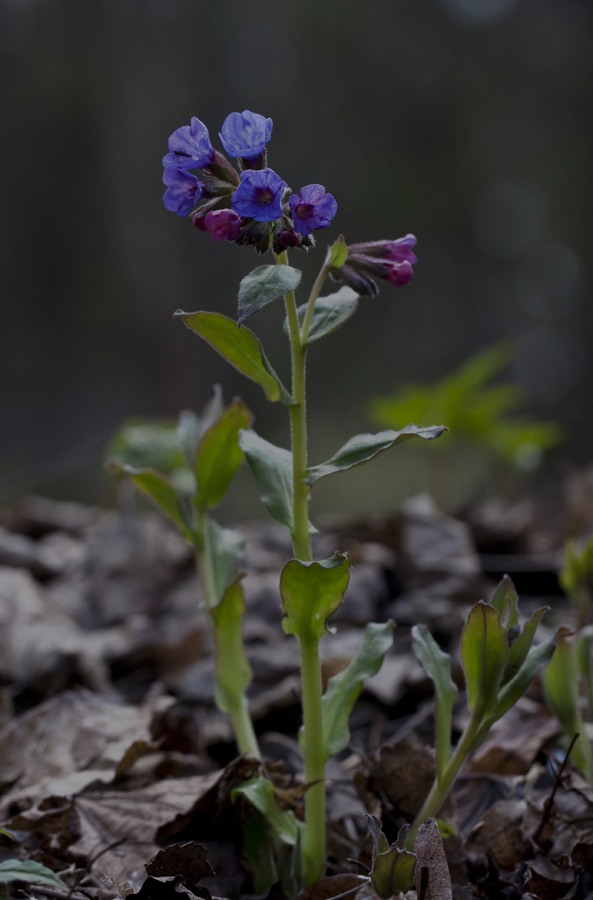 Image of Pulmonaria obscura specimen.