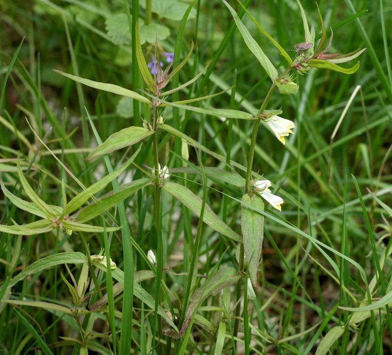 Изображение особи Melampyrum pratense.