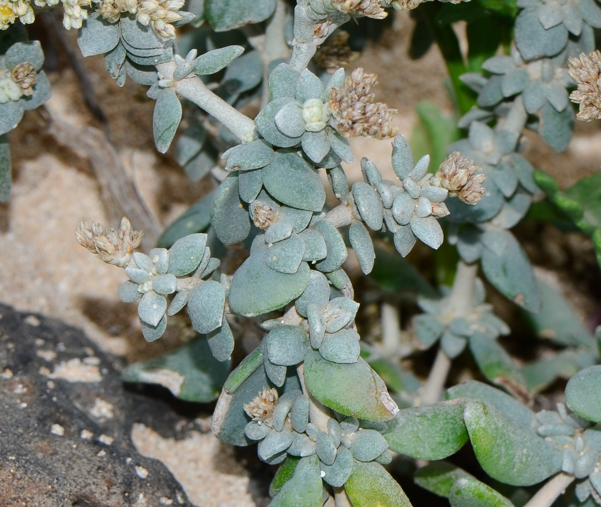 Image of Polycarpaea nivea specimen.