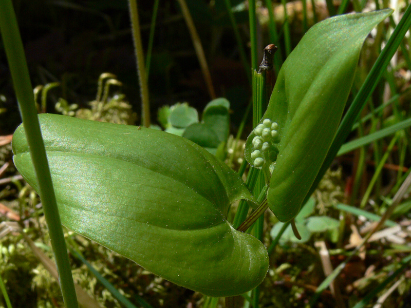 Image of Maianthemum bifolium specimen.