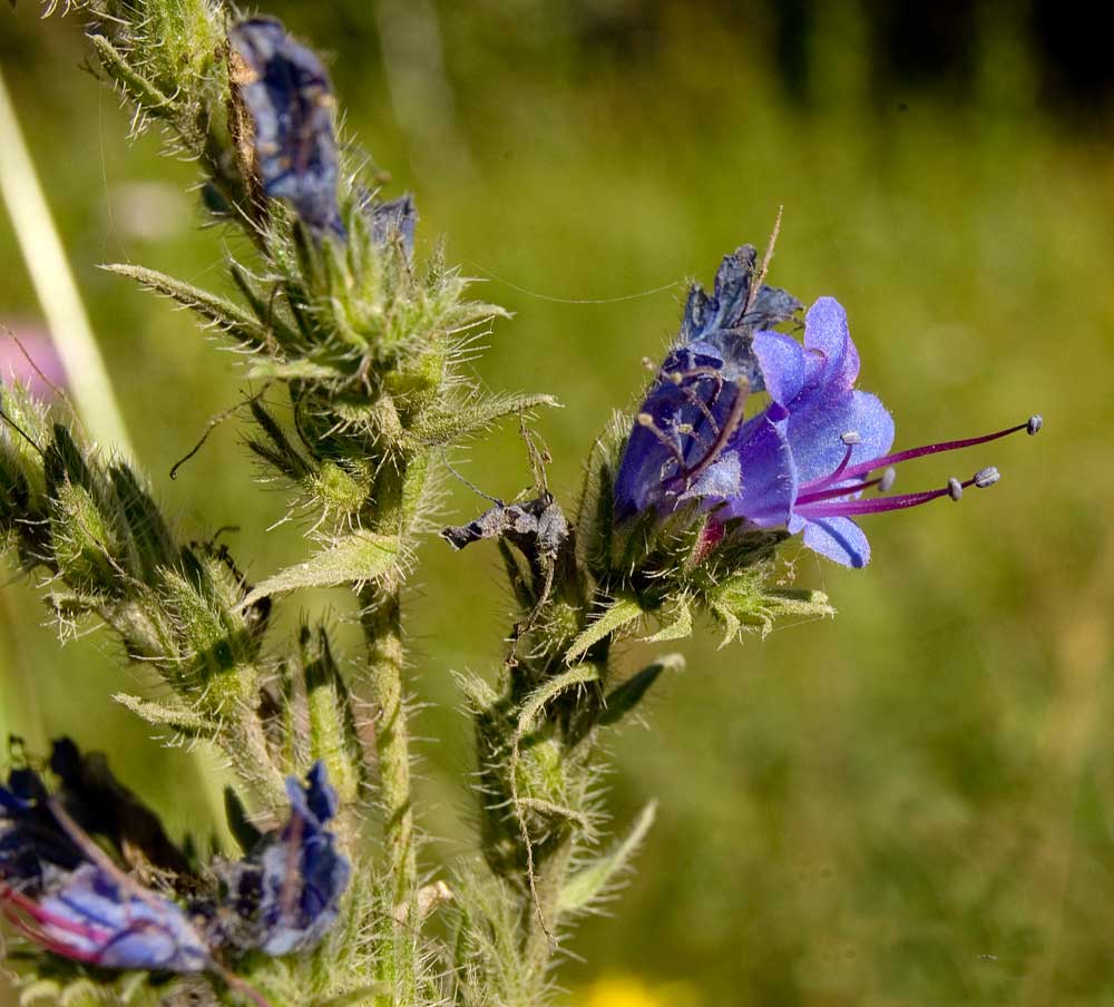 Image of Echium vulgare specimen.