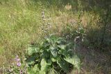 Phlomoides tuberosa