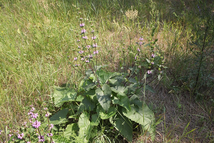 Image of Phlomoides tuberosa specimen.