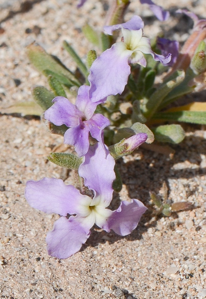 Image of Matthiola fruticulosa var. bolleana specimen.