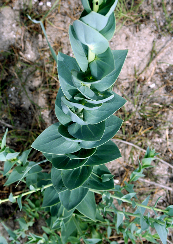 Image of Linaria genistifolia specimen.