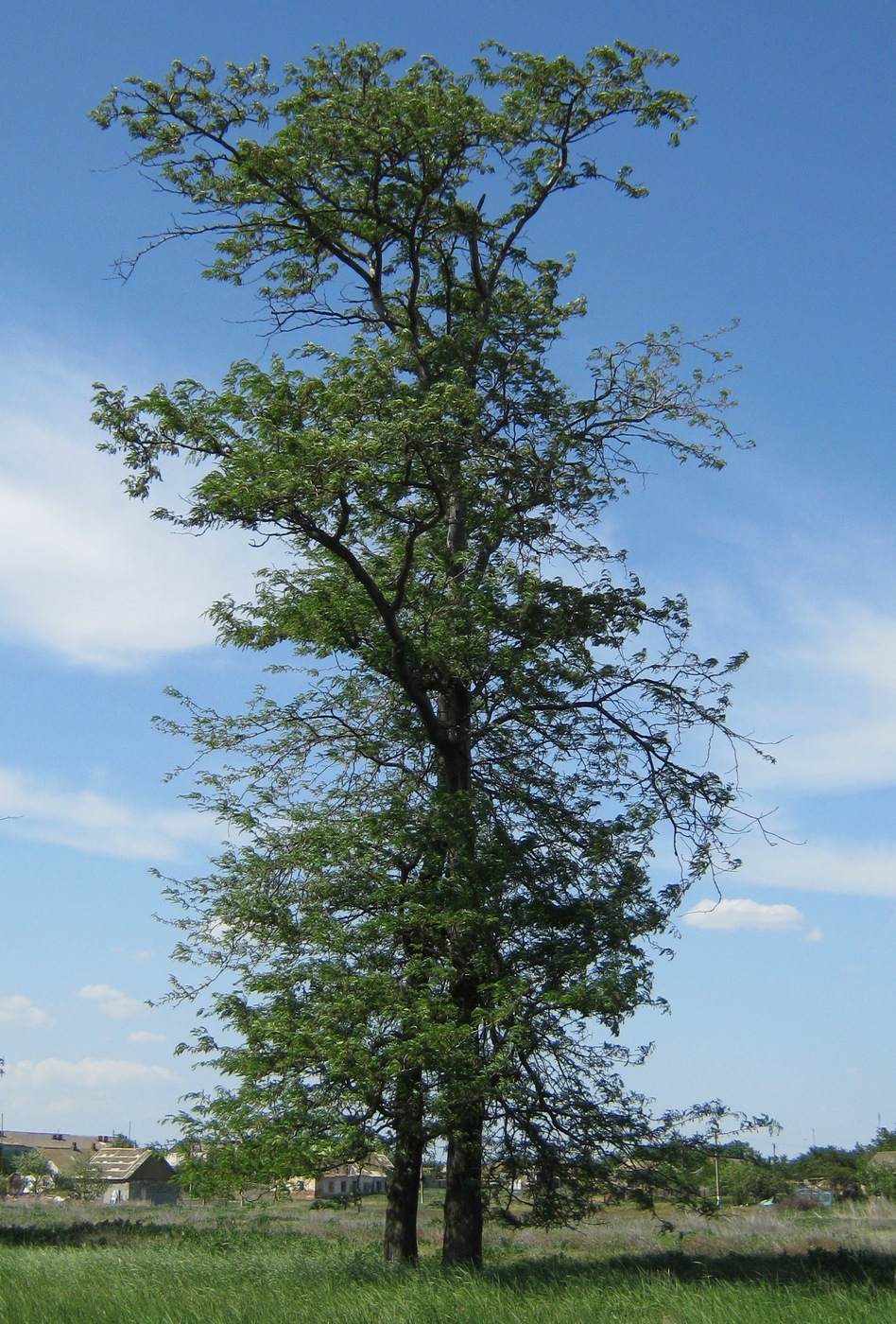 Изображение особи Gleditsia triacanthos.